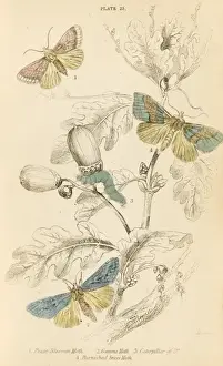 Kinds Prints: Three Kinds of Moth