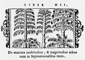 Kinds Prints: Kinds of Northern Tree