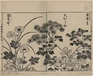 Kinds Prints: Two kinds of pine needle flowers and a kind of anemone