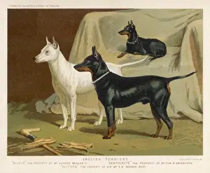 Three Kinds of Terrier