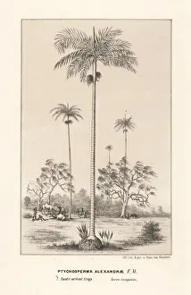 King Alexander palm Archontophoenix alexandrae