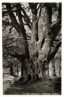 Sevenoaks Prints: King Beech Tree, Knole Park, Kent