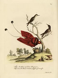 King bird-of-paradise, Cicinnurus regius