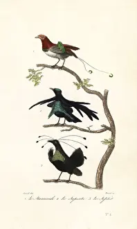 Achille Richard Prints: King bird-of-paradise, greater lophorina and Arfak parotia