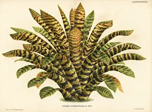 King of the bromeliads, Vriesea hieroglyphica