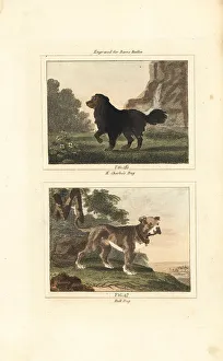 James Smith Barr Prints: King Charles spaniel and English bulldog