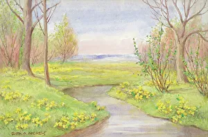 Andrews Gallery: King Cups - Gardens