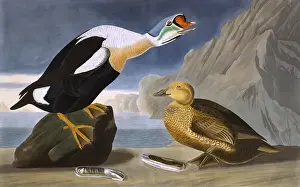 Ducks Prints: King Duck, by John James Audubon