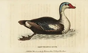 Georgeedwards Prints: King eider, Somateria spectabilis