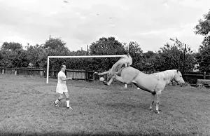 King, the football-playing stallion