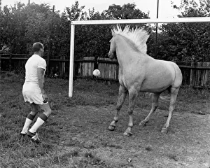 Goal Prints: King, the football-playing stallion
