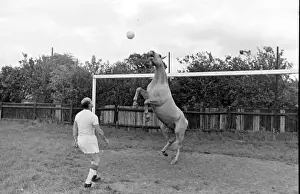 King, the football-playing stallion