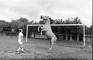 King, the football-playing stallion