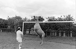 King, the football-playing stallion
