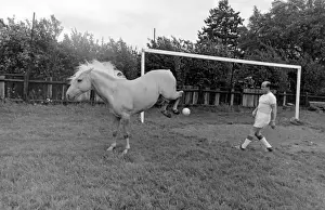 King, the football-playing stallion