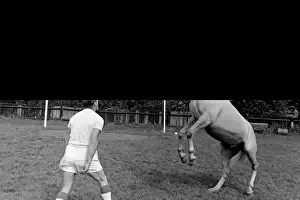 King, the football-playing stallion