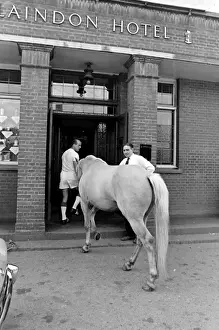 King, the football-playing stallion