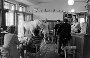King, the football-playing stallion