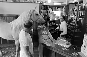 King, the football-playing stallion