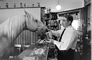 King, the football-playing stallion