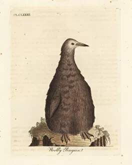 Penguin Gallery: King penguin, Aptenodytes patagonicus, juvenile