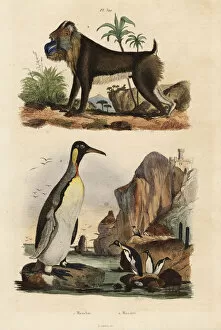 King penguin and mandrill