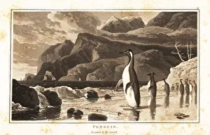 Spotting Prints: King penguins on a beach, Southern Hemisphere