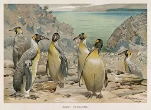 Birds Collection: King Penguins (Kuhnert)