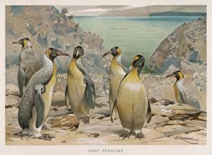 Birds Collection: King Penguins (Kuhnert)
