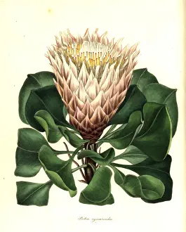 Protea Prints: King protea or artichoke-like flowered protea