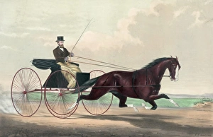 Horses Gallery: The king of the road: Dexter driven by his owner Mr. Robert