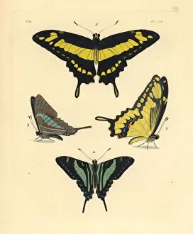 Lepidoptera Collection: King swallowtail and Jamaican kite butterfly (endangered)
