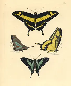 Endangered Prints: King swallowtail and Jamaican kite butterfly (endangered)