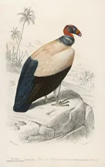 Vulture Prints: King Vulture 1849
