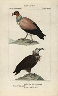 Papa Gallery: King vulture, Sarcoramphus papa, and cinereous