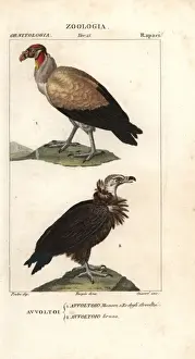 King vulture, Sarcoramphus papa, and griffon