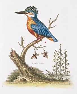Crest Gallery: Kingfisher