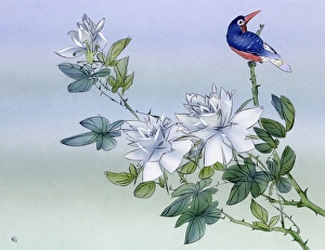 Birds Collection: Kingfisher amid the blossoms - Japan