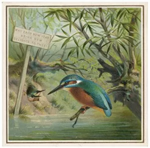 Alcedo Gallery: Kingfisher (Card)