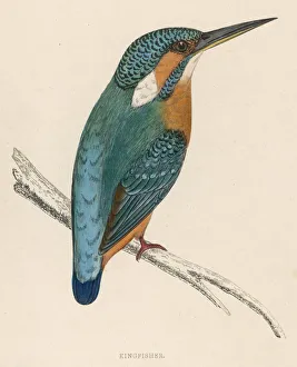 Alcedo Gallery: Kingfisher / Morris