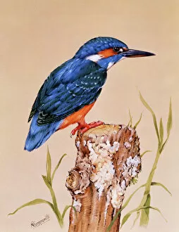Birds Collection: Kingfisher on a perch