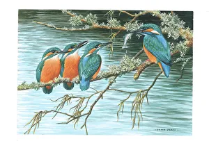 Parry Prints: Kingfishers