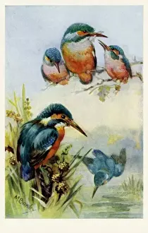 Kingfishers Prints: Kingfishers