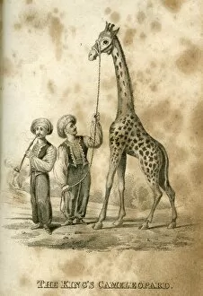 Neck Gallery: The Kings Cameleopard -- George IVs giraffe