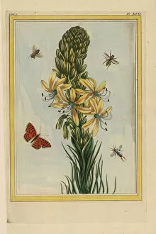Kings spear or yellow asphodel, Asphodeline lutea
