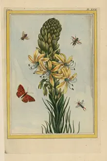 Kings spear or yellow asphodel, Asphodeline lutea