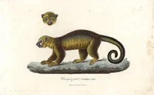 Kinkajou, Potos flavus