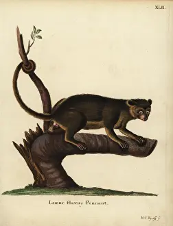 Kinkajou, Potos flavus