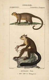 Croix Prints: Kinkajou, Potos flavus, and aye-aye of Madagascar