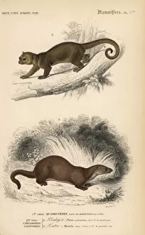Kinkajou, Potos flavus, and European otter, Lutra lutra